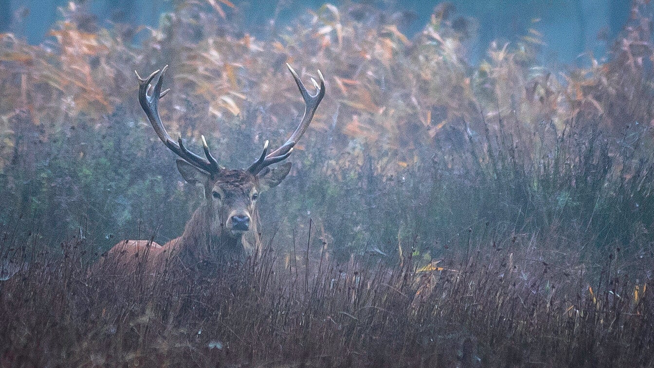 29 Edelhert in Herftskleuren-2