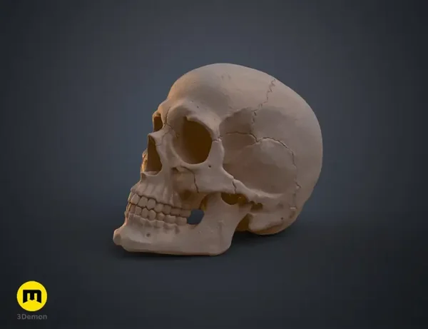 Anatomisch realistischer menschlicher Schädel