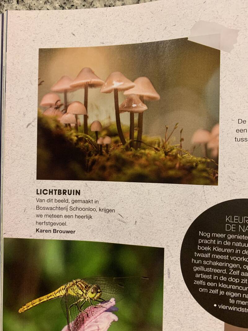 Kbdesignphotography Karen Brouwer foto paddenstoelen in Noorderland 