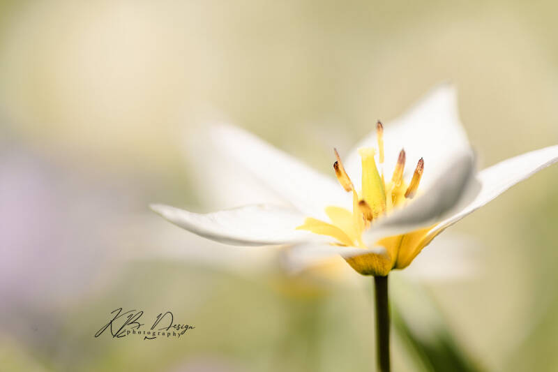 Zachte closeup van een Botanische mini tulp door KBDesignphotography