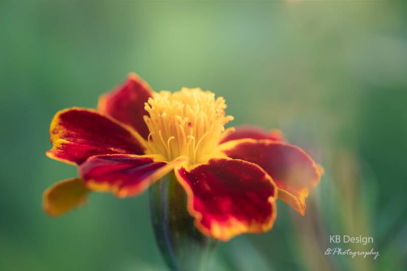 Tagetus Afrikaantje close up door KBDesignphotography