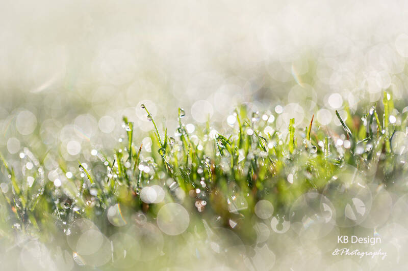 KB Design Photography Karen Brouwer Fotograaf dauwdruppels op het gras met bokeh