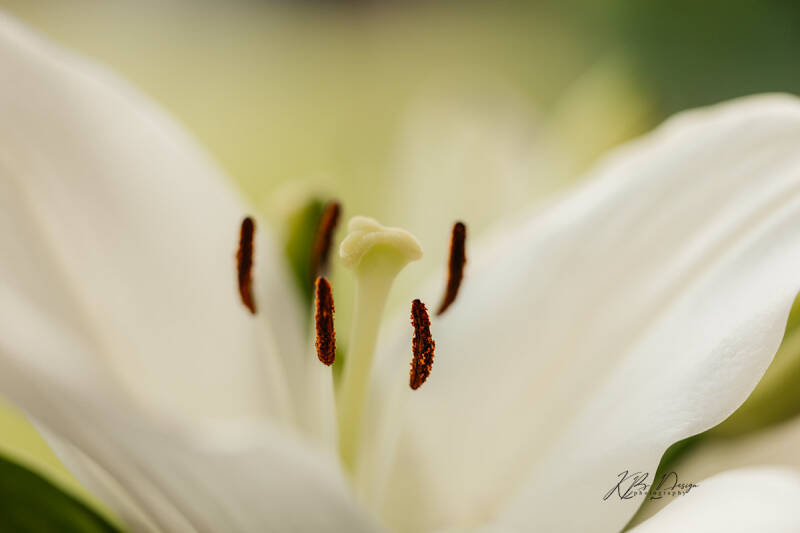 Close-up van een lely door KBDesignphotography