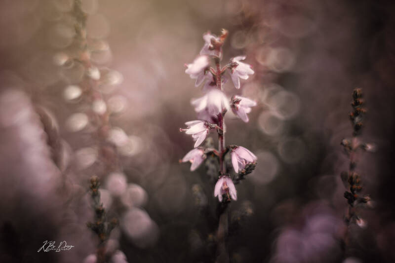 Close up van boeiende heide met bokeh door KBDesignphotography