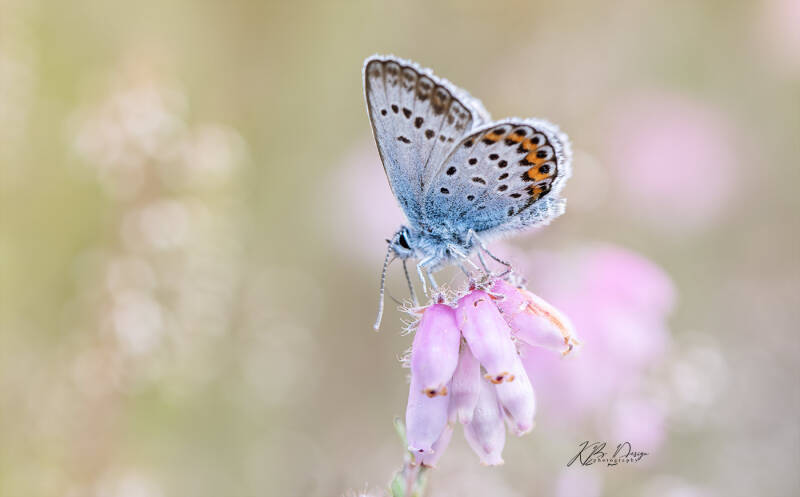 KB Design PhotograHeideblauwtje op de bloeiende dopheidede bloeiende heide