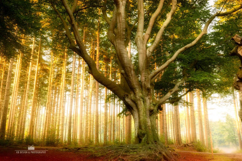 Markante beuk op de slotplaats bij Bakkeveen. Lichte grondmist op de achtergrond en de opkomende zon zet de boomstammen op de achtergrond in het licht. 