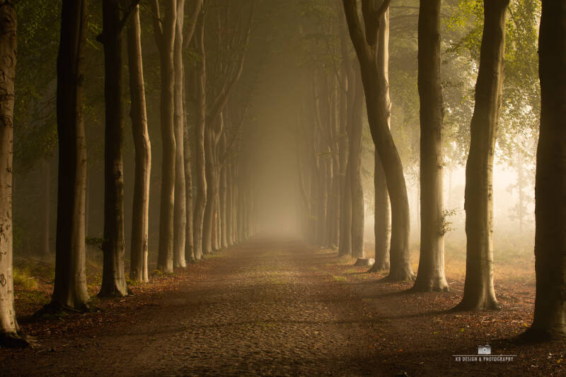 mooie weg door het bos in Drenthe, in de mist met de opkomende zon