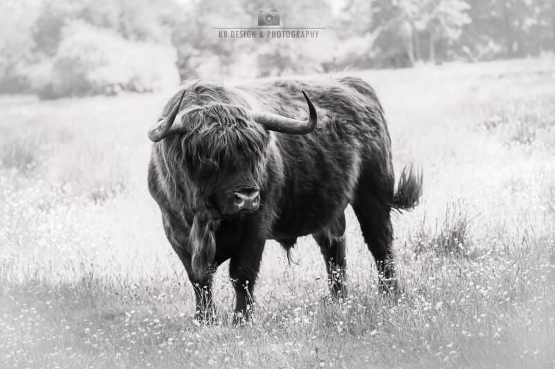 Schotse hooglander stier tussen de bloemen in de natuur in zwart wit