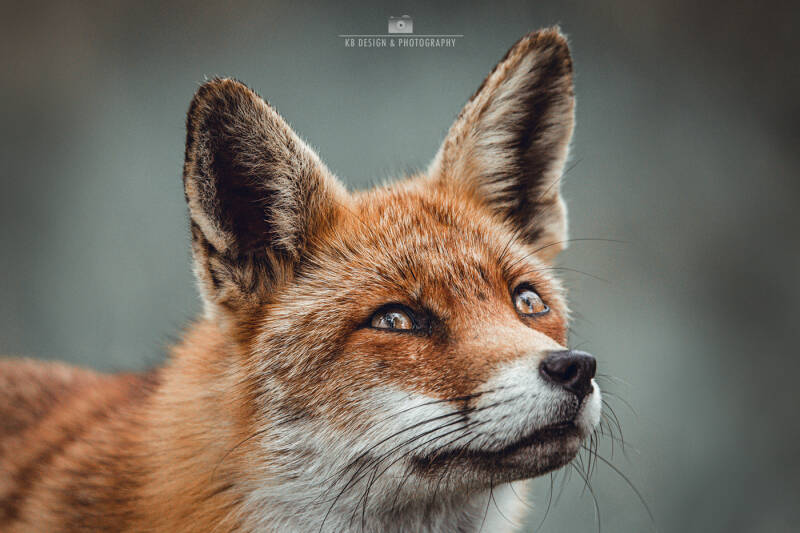 Schitterend portret van een vos die omhoog kijkt. Bewerkt in ruwe grijstinten. Passend in elk interieur. 