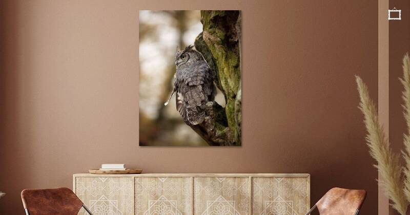 Afrikaanse Oehoe uil door Karen Brouwer van KBDesign & Photography