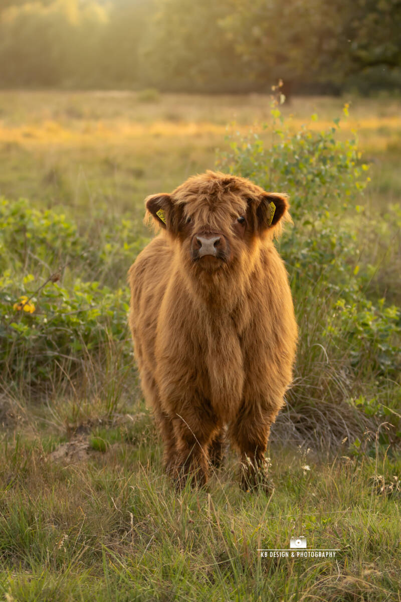 Schotse hooglander kalf in mooi licht, op landgoed Vossenberg in Drenthe. 
