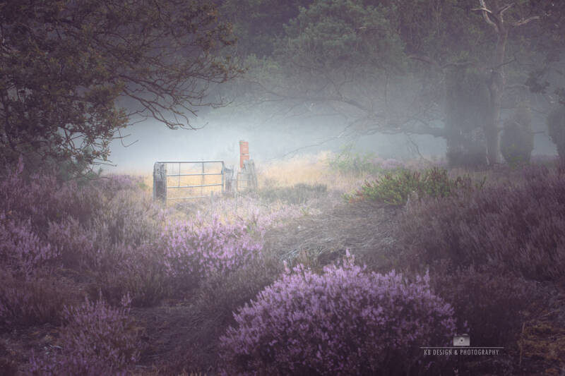 Mysterieus pad over de bloeiende heide, in de mist. Je ziet een hekje, en bomen in de mist. 