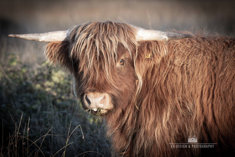Jonge schotse hooglander kop, kijkt nieuwsgierig in de lens. Gaaf voor aan de muur. Door de neutrale kleuren past deze foto in elke interieur.