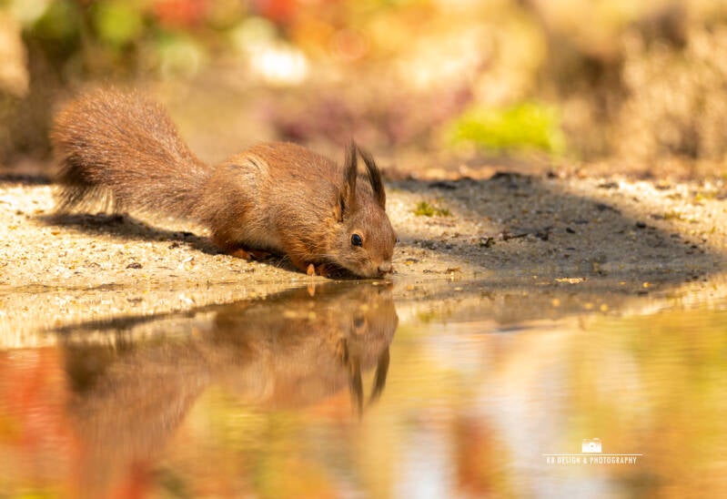 Eekhoorn drinkt water langs de waterkant. De foto heeft sprankelende zomer kleuren