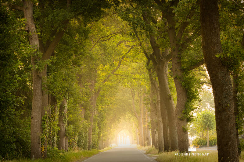 Mysterieuze weg of laan in Drenthe. Nabij Westerbork (de Beilerstraat)