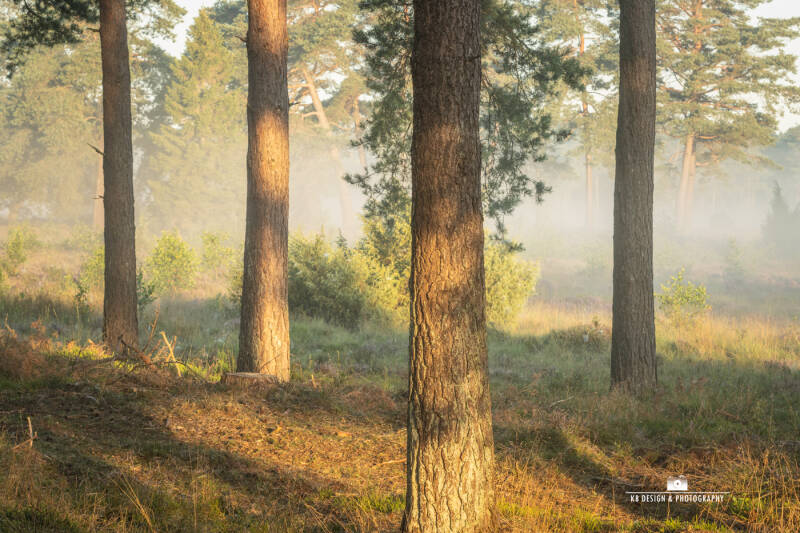 vier bomen in de mist en in de zon