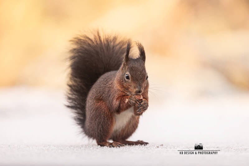 Rode Eekhoorn in de Sneeuw: Wintertafereel met Warm Geel Licht gefotografeerd door Karen Brouwer van KBDesignphotography