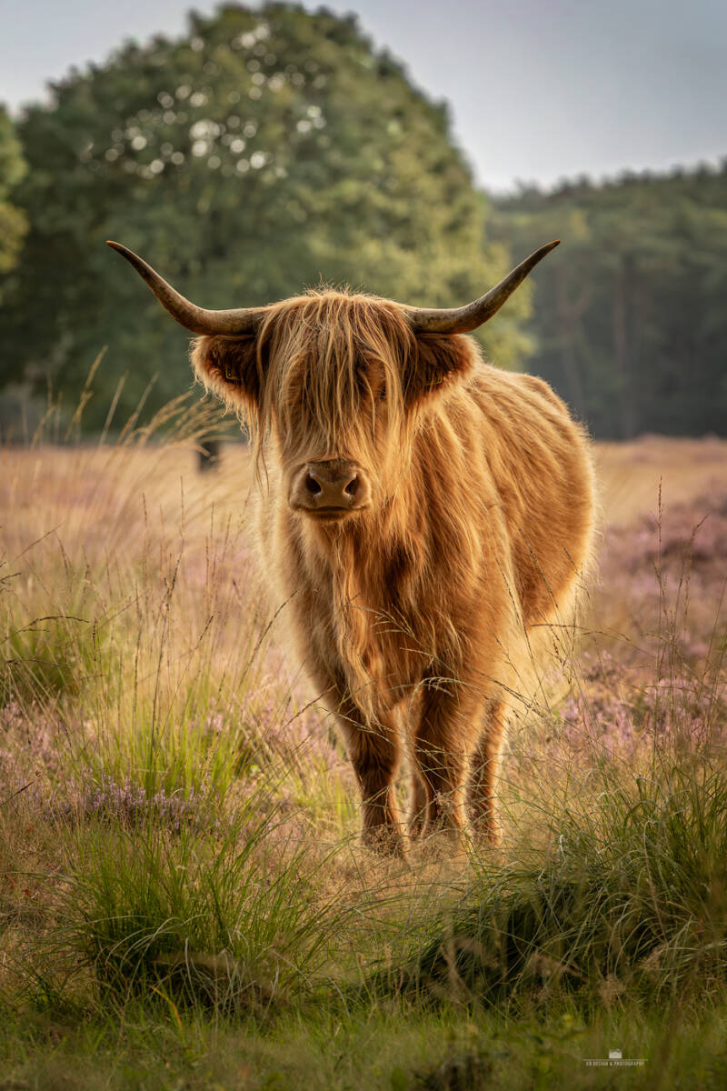 Schotse hooglander op de bloeiene heide, frontaal gefotografeerd