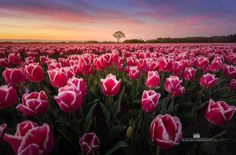 Dit uitgestrekte tulpenveld baadt in het zachte licht van de ondergaande zon. De intens roze tulpen met hun fijne, witte randen vormen een betoverend patroon dat zich uitstrekt tot aan de horizon. 