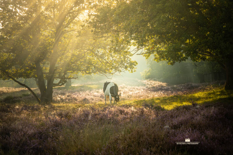Zonneharpen boven de bloeiende heide, koe staat centraal