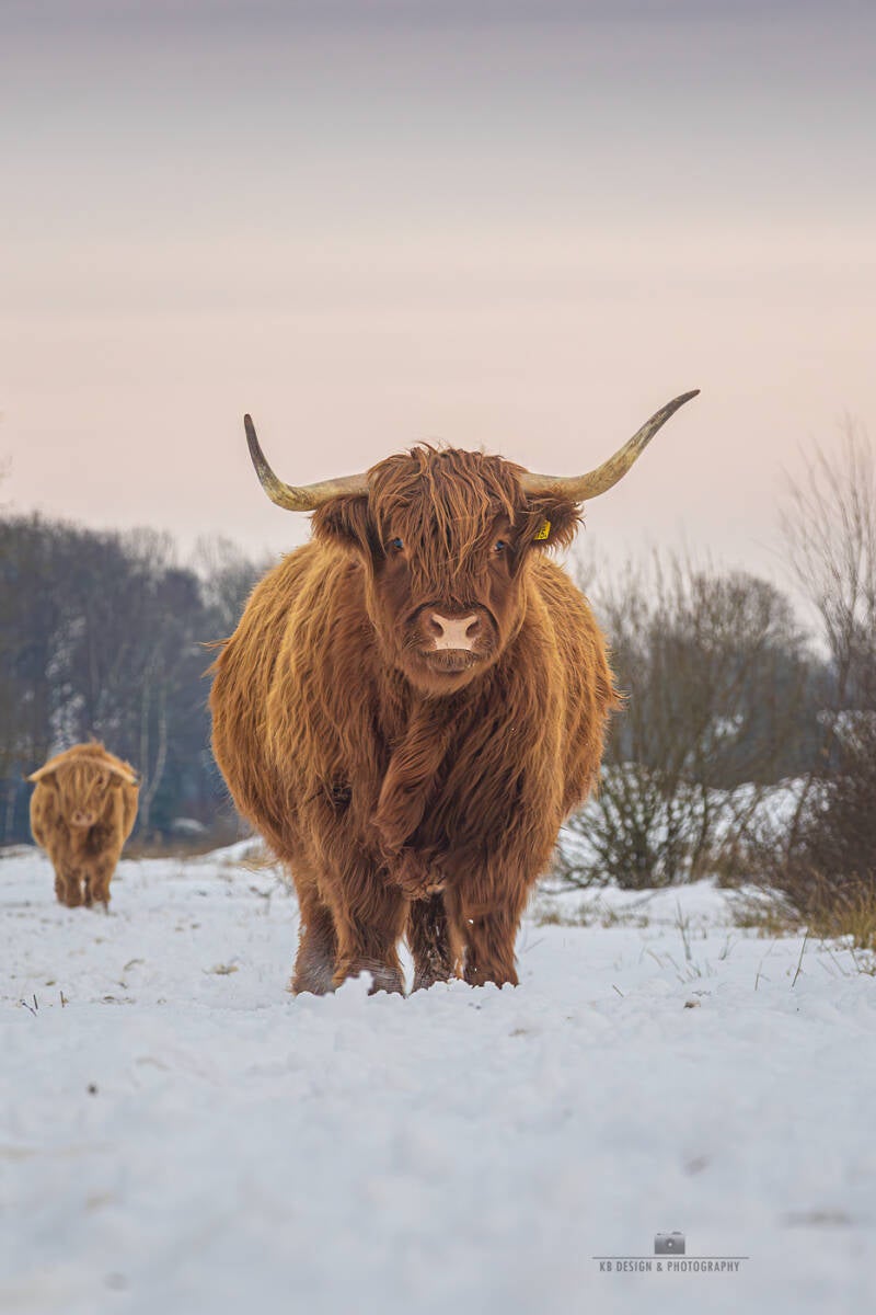 Schotse hooglander in de sneeuw op het Scharreveld in Drenthe van KB Design &