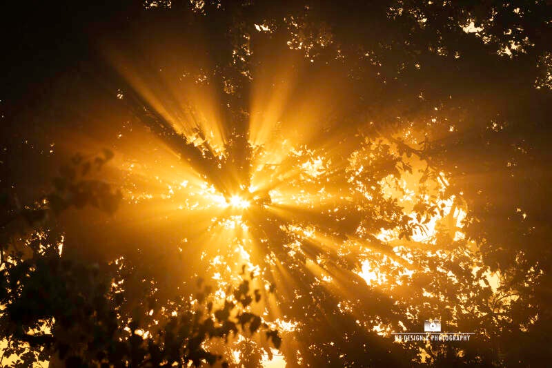 Zonnestralen door een boom, op een mooie mistige ochtend. Foto is genomen bij Westerbork in Drenthe.