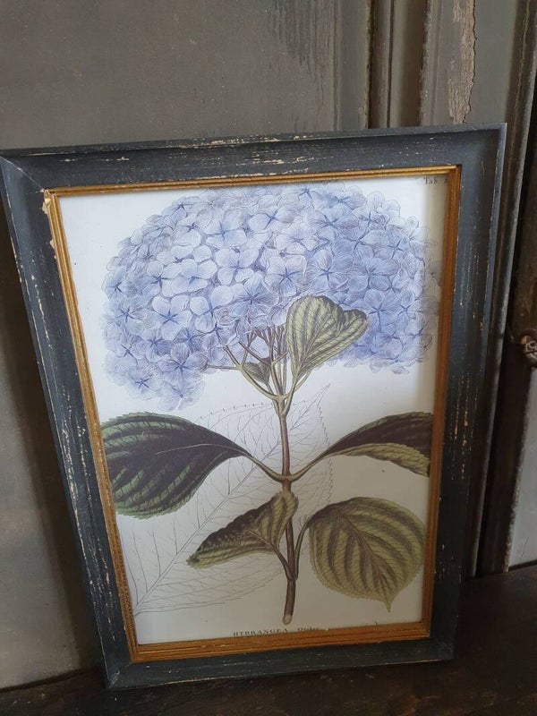 Sobere Lijst Hortensia