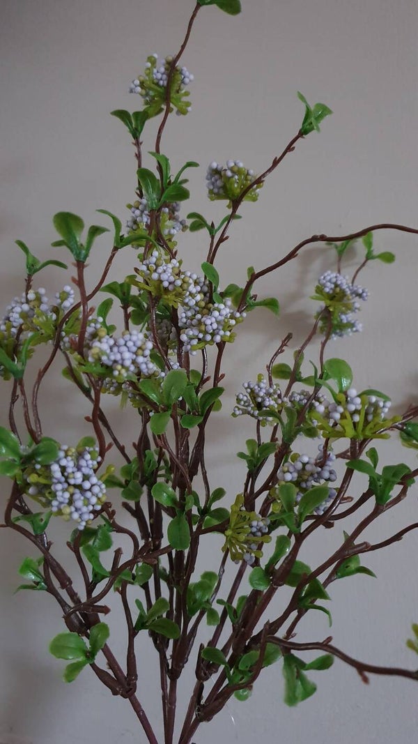 Gipskruid Bush Old Lavender