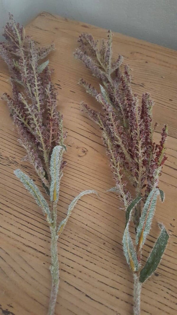 Auberginetakken kunst