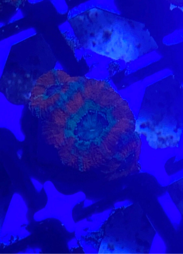 Acanthastrea verde y roja 3 cabezas