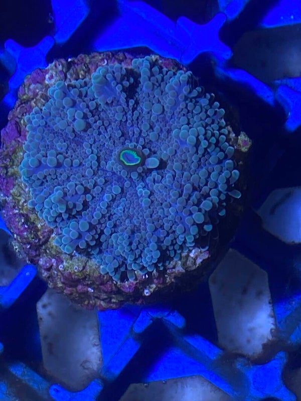 Ricordea azul boca verde tamaño M