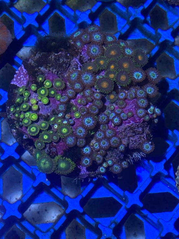 Isla de zoos Míx tamaño M