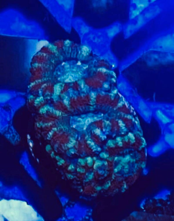 Acanthastrea 9/12 cabezas