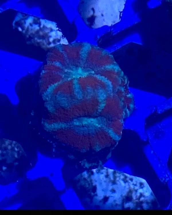 Acanthastrea sweets Apple 4/6 cabezas