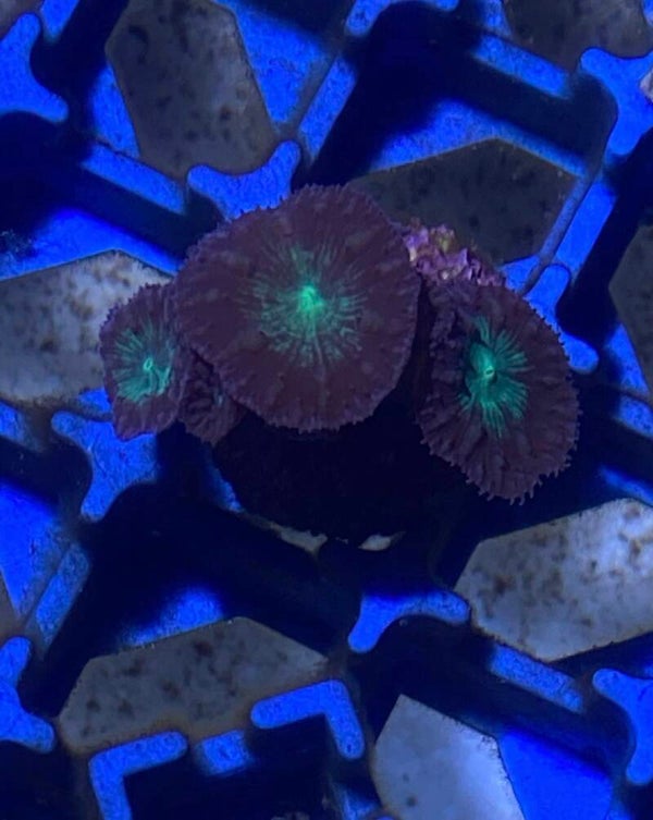 Caulastrea green flúor 10/12 cabezas