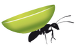 les fourmis dans les mains