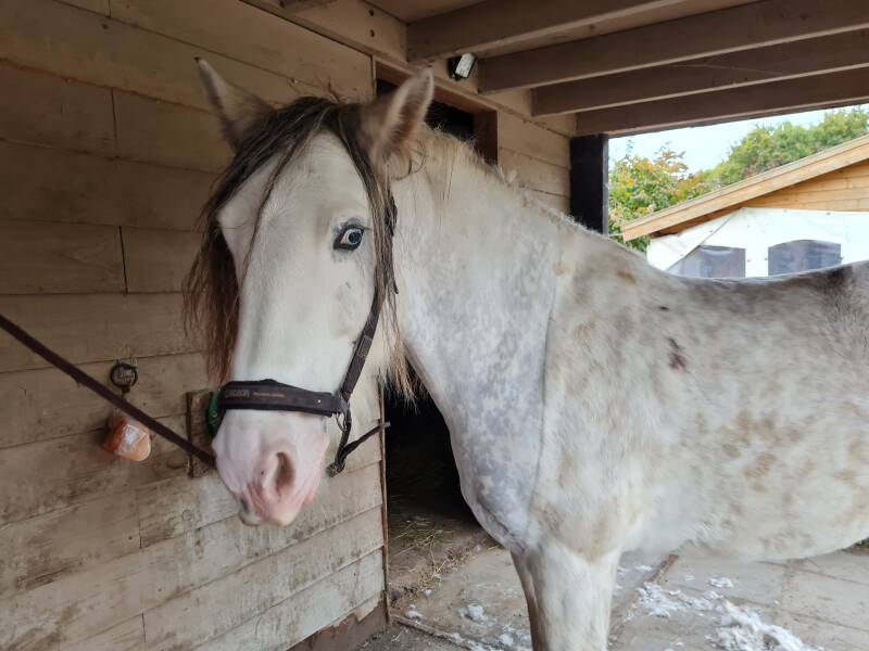 Borst/hals geschoren bij paard