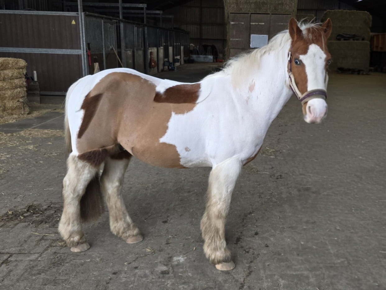 Paard scheren exclusief benen en hoofd