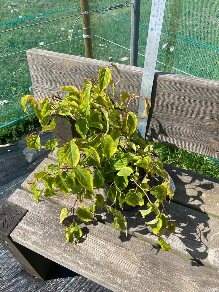 Stachyurus chinensis Joy Forever - 3ltr pot