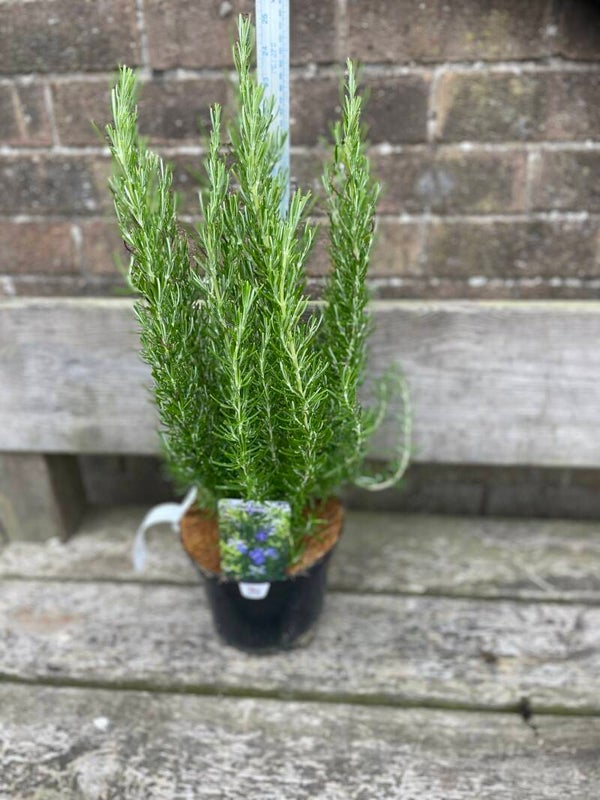 Rosemary Green Ginger - 3ltr