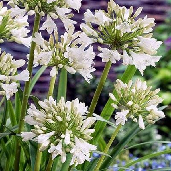 Agapanthus Polar Ice 2ltr pot
