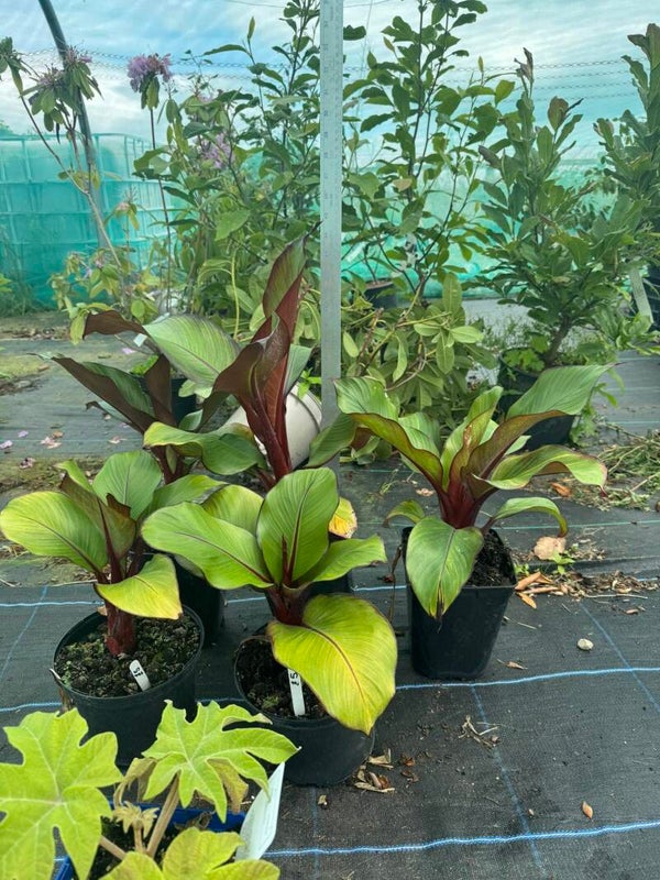 Ensete ventricosum 'Maurelii' - 2 or 3ltr pot Ethiopian Black Banana