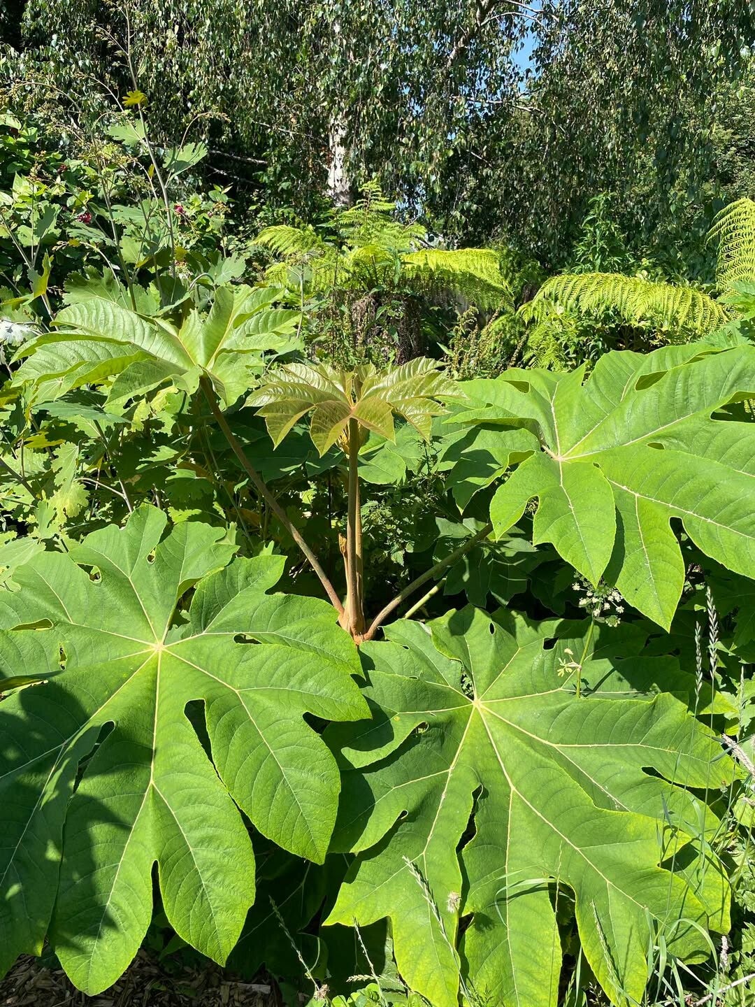 Tetrapanax papyrifer - The Rice Paper Plant