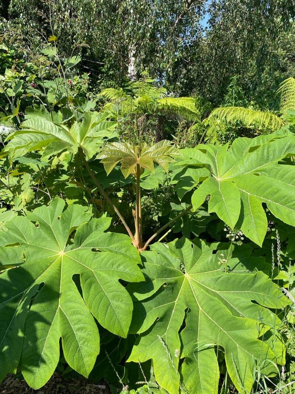 Tetrapanax papyrifer - The Rice Paper Plant