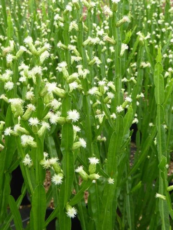 Baccharis genistelloides - carqueja, 3ltr pot