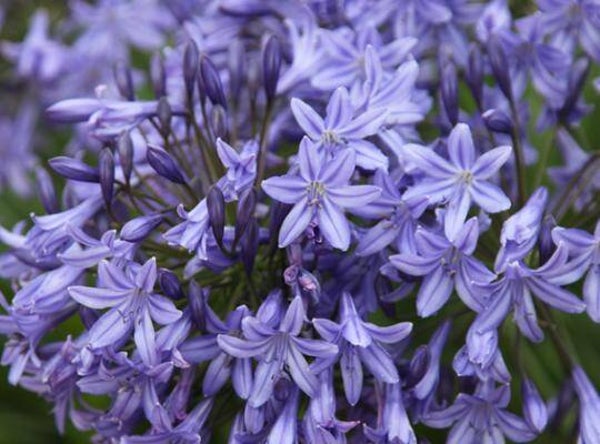 Agapanthus Dr Brouwer - 2ltr pot