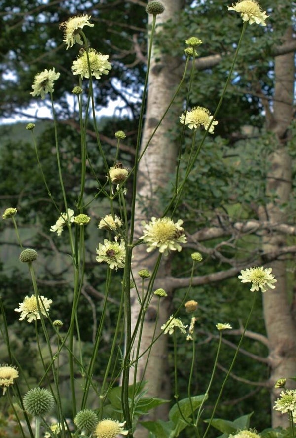 Cephalaria tschihatchewii - Giant Scabious 2ltr pot