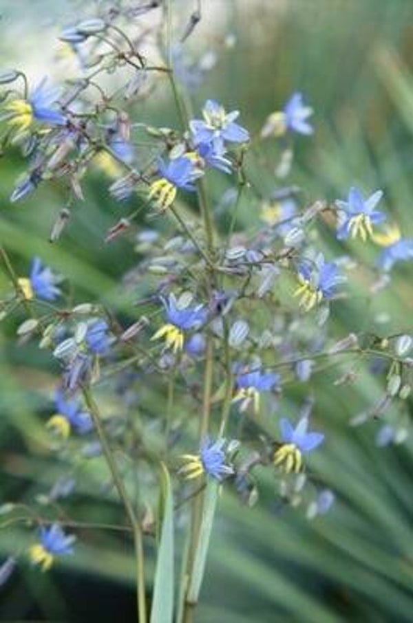Dianella revoluta Coolvista