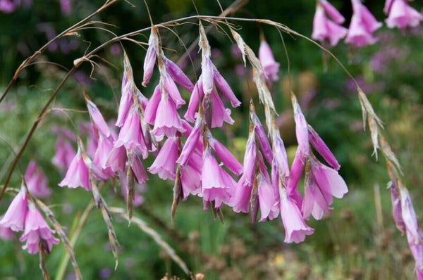 Dierama pulcherrium - 2ltr pot Angels fishing rod