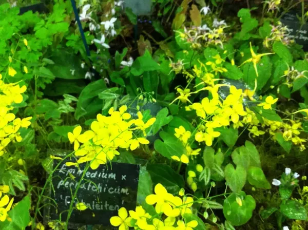 Epimedium x perralchicum Frohnleiten - 1ltr pot